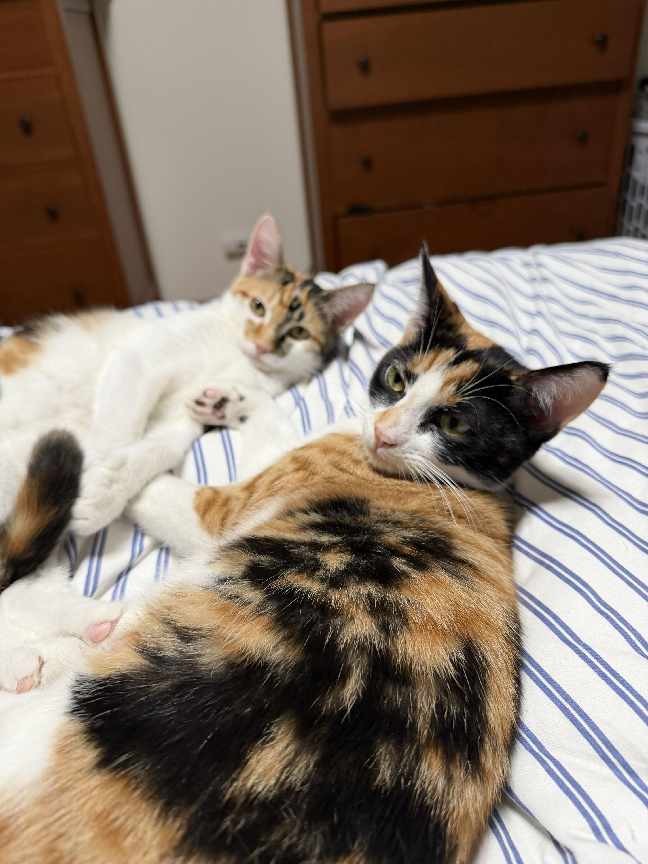 Enlarge Patches and Dolly, a Adoptable Domestic Short Hair in Seattle, WA image 4/6