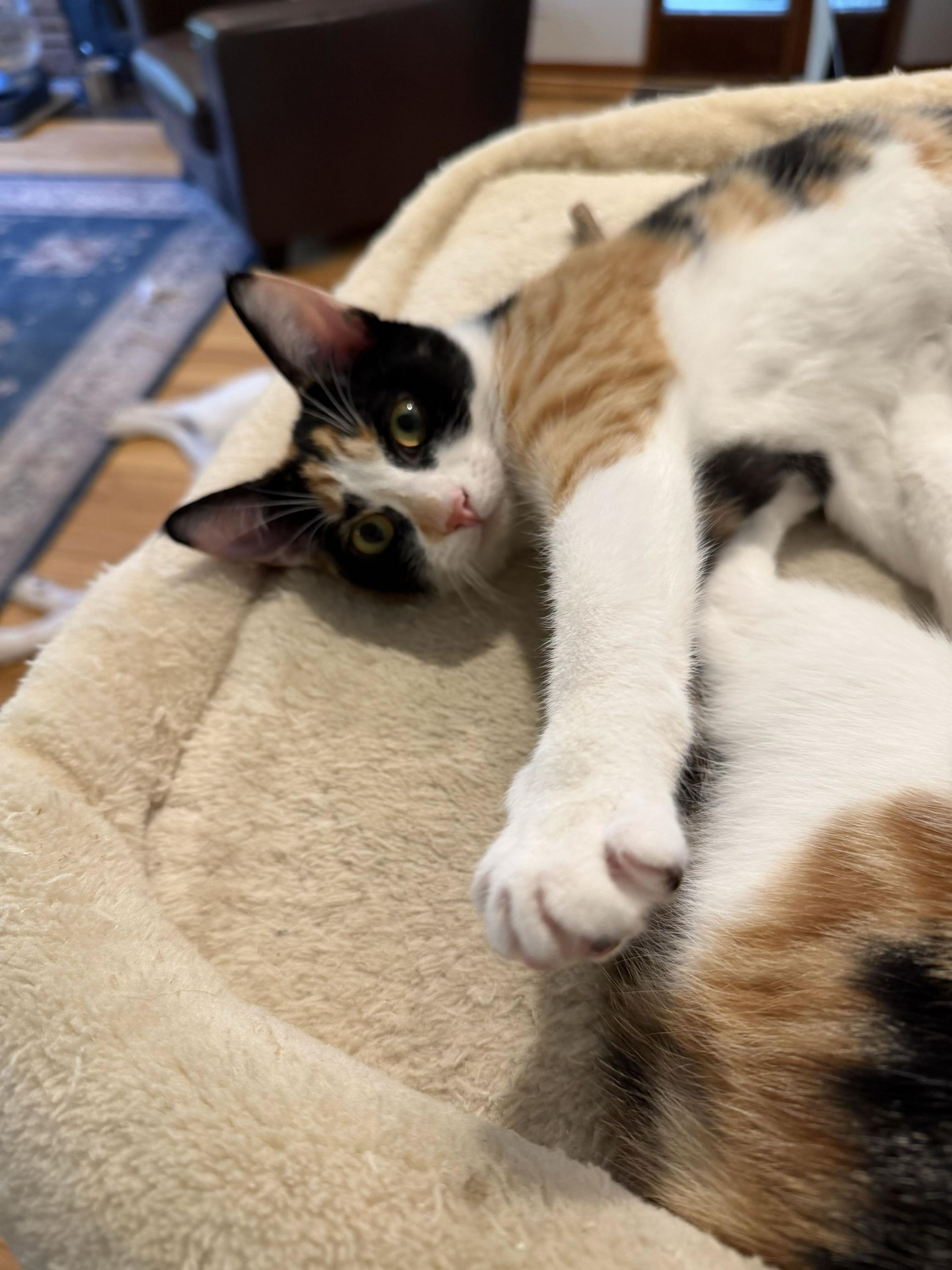 Enlarge Patches and Dolly, a Adoptable Domestic Short Hair in Seattle, WA image 2/6