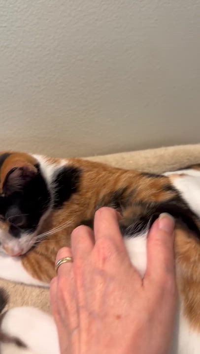 Enlarge Patches and Dolly, a Adoptable Domestic Short Hair in Seattle, WA video 6/6
