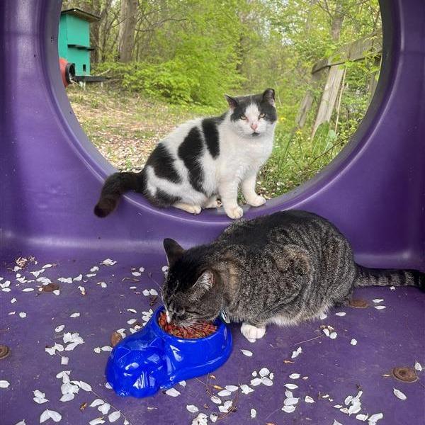 Devon, Adoptable, Senior Male Domestic Short Hair.