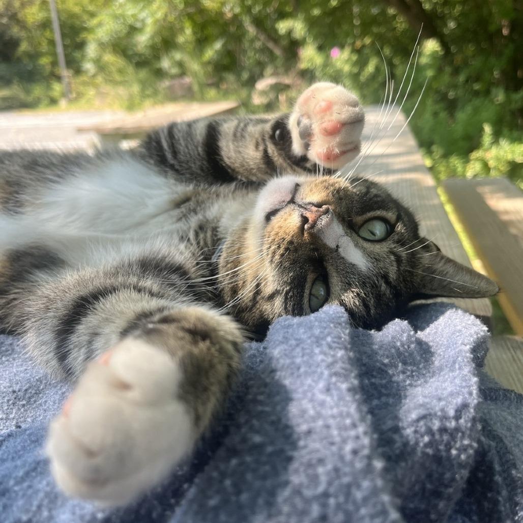 Enlarge Devon, a Adoptable mixed breed in South Burlington, VT image 2/6