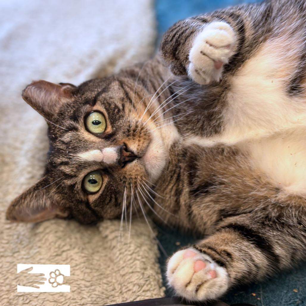 Devon, a Adoptable mixed breed in South Burlington, VT image 3/6