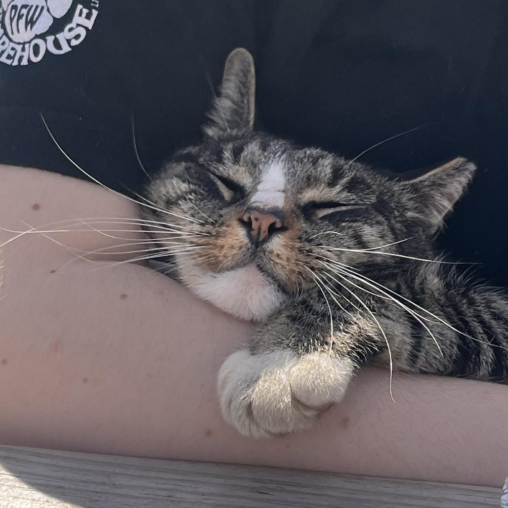 Enlarge Devon, a Adoptable mixed breed in South Burlington, VT image 3/6