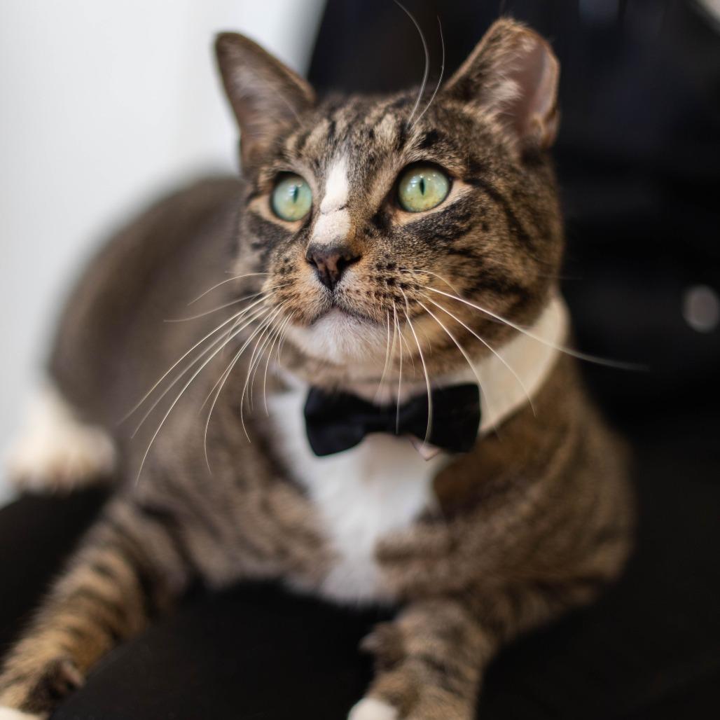 Enlarge Devon, a Adoptable mixed breed in South Burlington, VT image 4/6