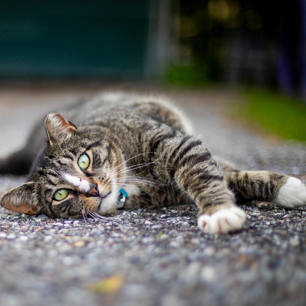 Enlarge Devon, a Adoptable mixed breed in South Burlington, VT image 4/6