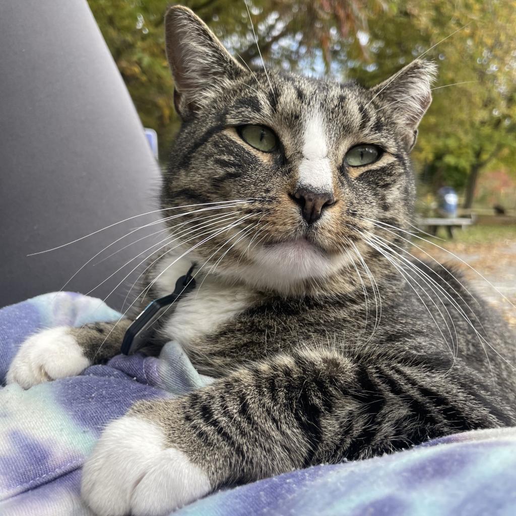 Enlarge Devon, a Adoptable mixed breed in South Burlington, VT image 6/6