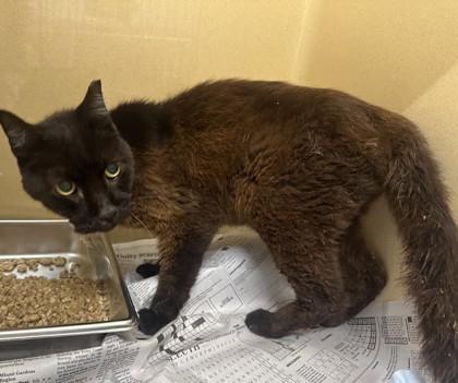 Balerion, Adoptable, Senior Male Domestic Short Hair.