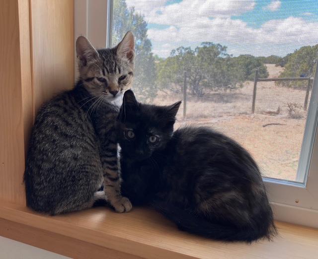 Enlarge Myra [and Zyra], a Adopted mixed breed in Santa Fe, NM image 2/4