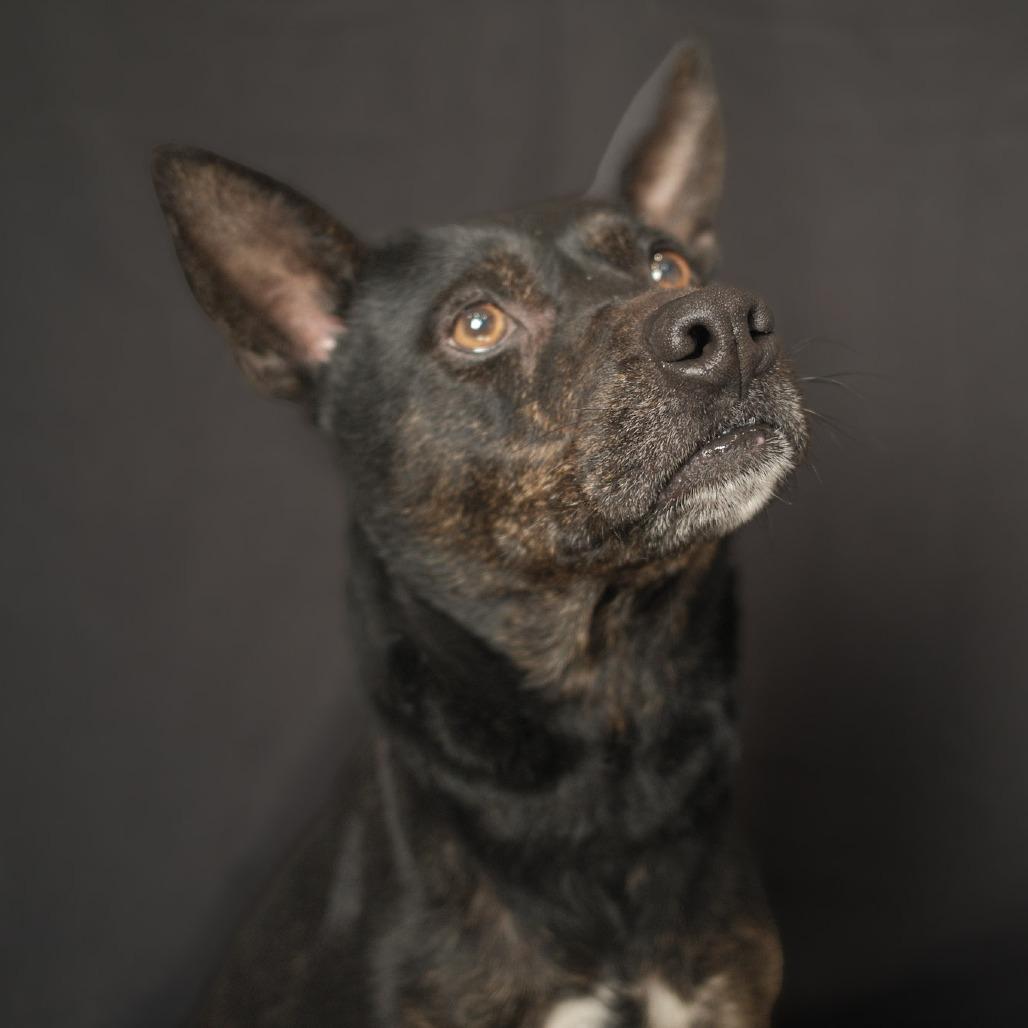 Daisy, Adoptable, Senior Female Australian Cattle Dog / Blue Heeler.