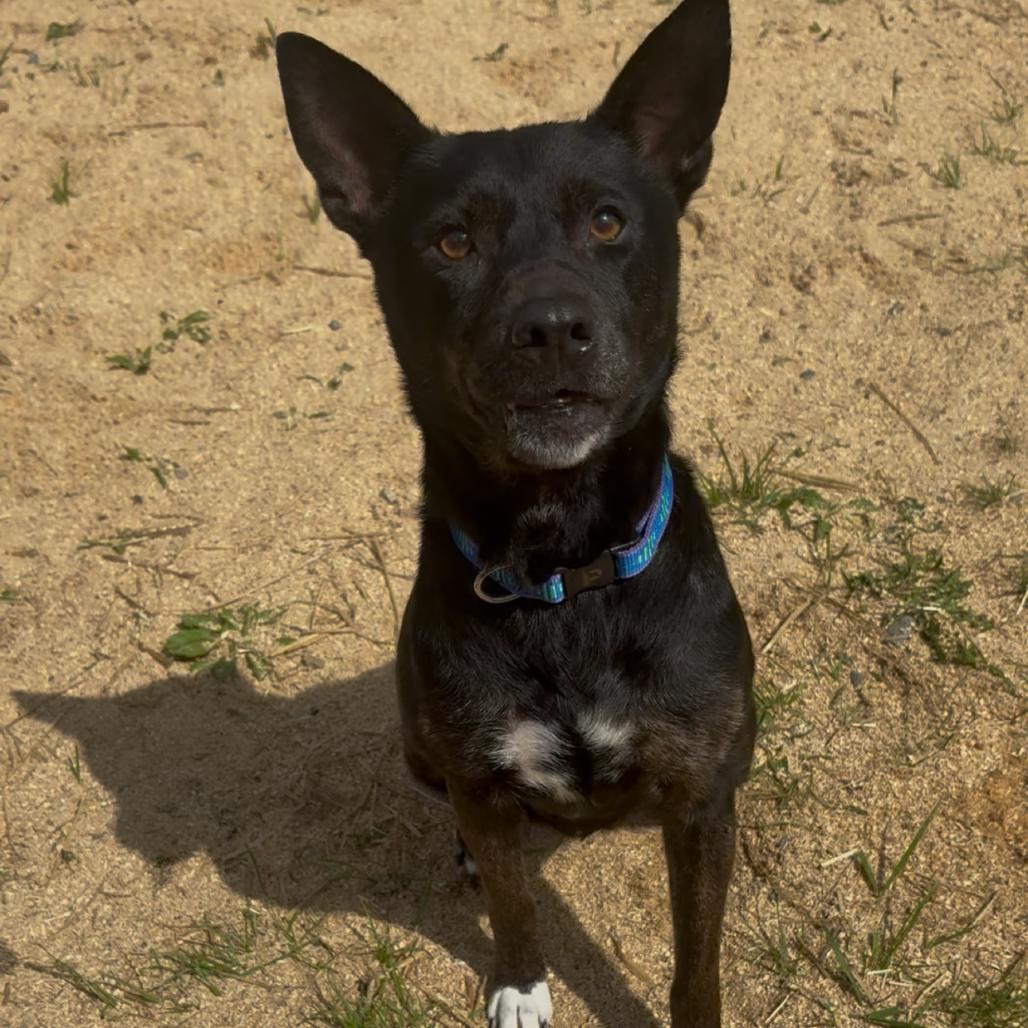Enlarge Daisy, a Adoptable Australian Cattle Dog / Blue Heeler in Fairmont, WV image 2/2
