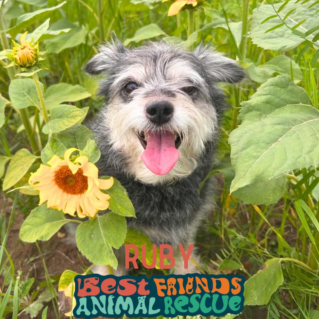 Ruby, Adoptable, Adult Female Schnauzer.
