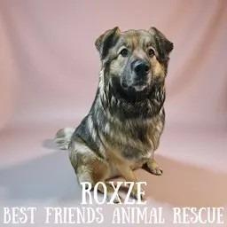 Enlarge Roxze, a Adoptable Australian Shepherd in Wasilla, AK image 1/6
