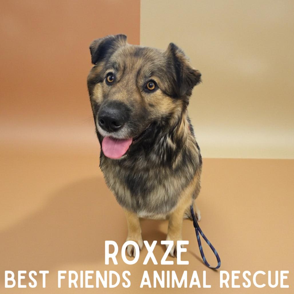 Enlarge Roxze, a Adoptable Australian Shepherd in Wasilla, AK image 2/6