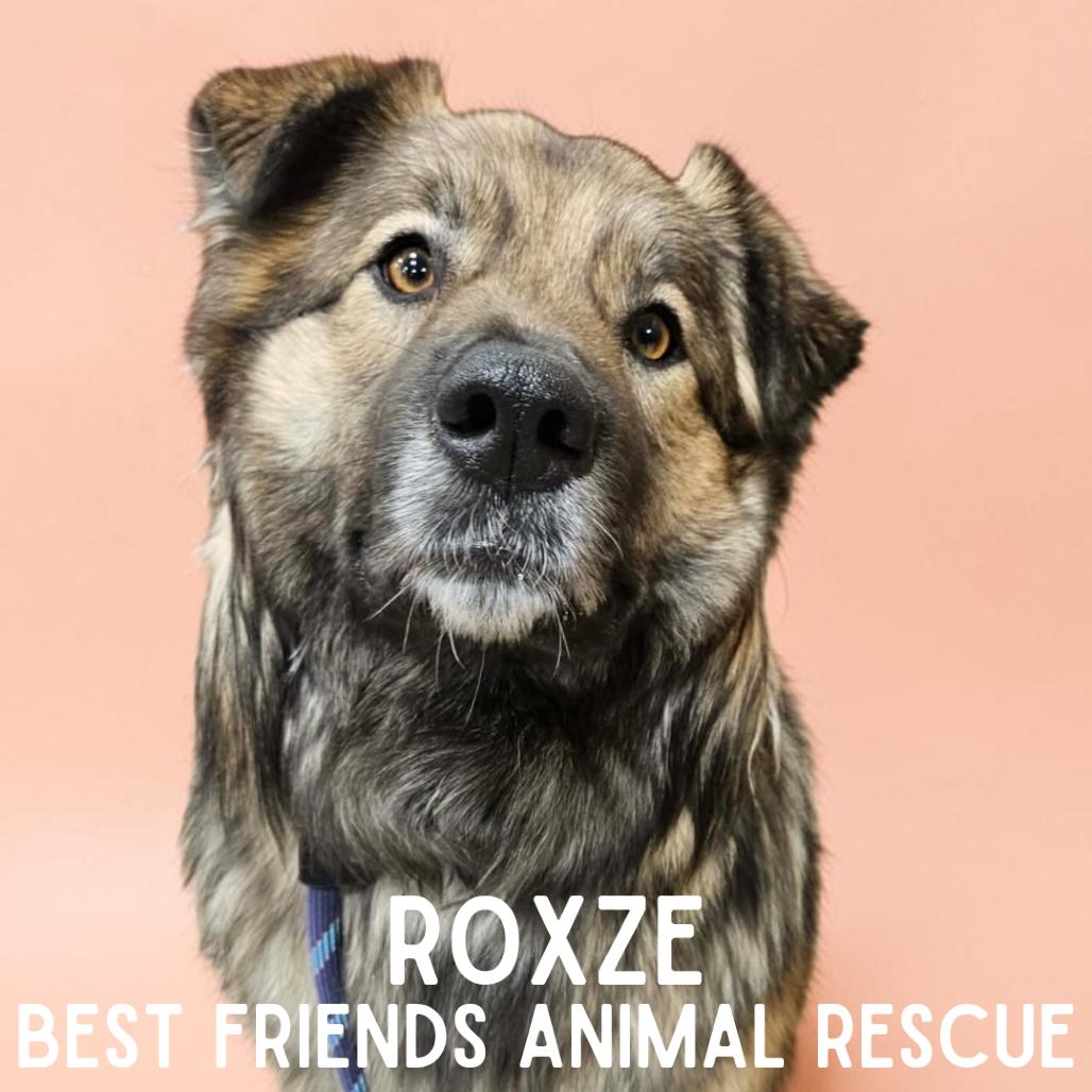 Enlarge Roxze, a Adoptable Australian Shepherd in Wasilla, AK image 3/6