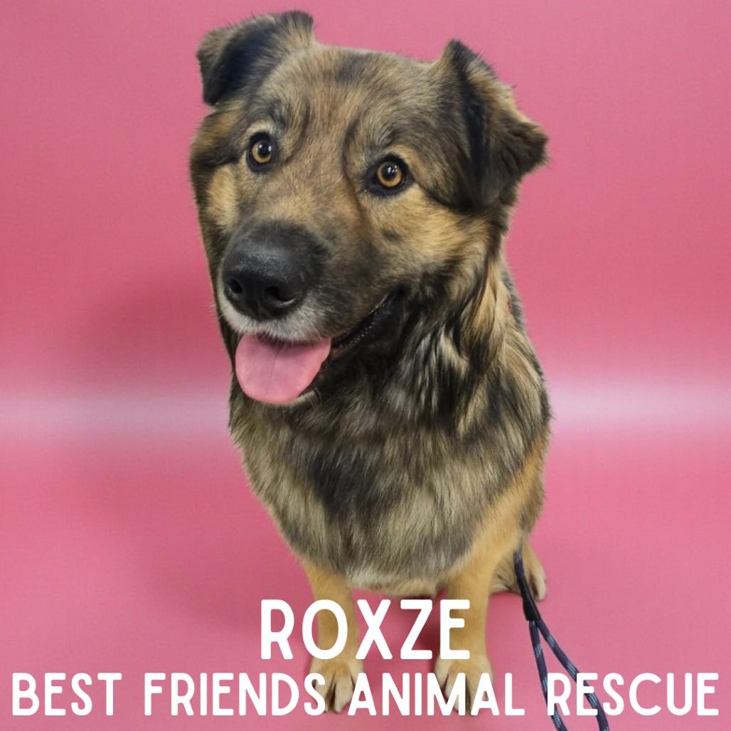 Enlarge Roxze, a Adoptable Australian Shepherd in Wasilla, AK image 4/6