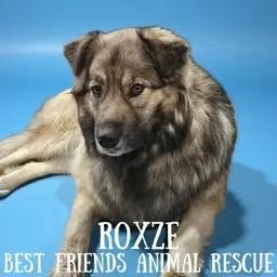 Enlarge Roxze, a Adoptable Australian Shepherd in Wasilla, AK image 5/6