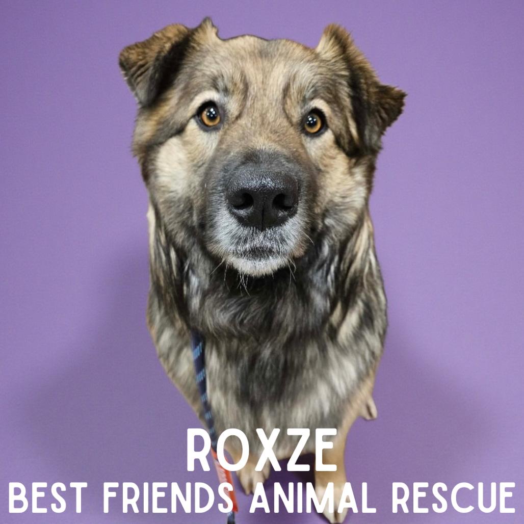 Enlarge Roxze, a Adoptable Australian Shepherd in Wasilla, AK image 6/6