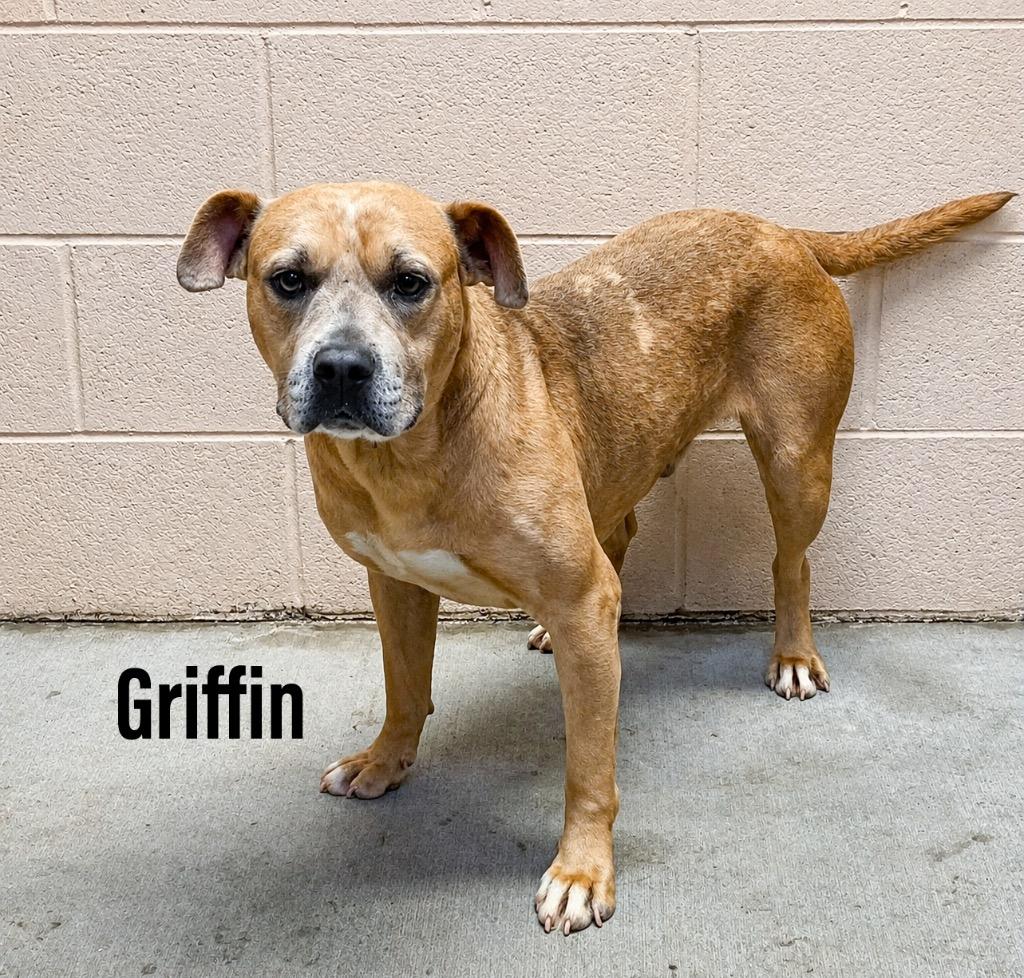 Enlarge Griffin, a Adoptable mixed breed in Clearfield, KY image 1/1