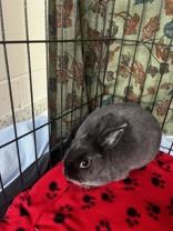 Enlarge Loretta, a ADOPTABLE Netherland Dwarf in Whitby, ON image 2/2