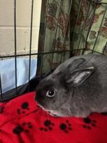 Loretta, ADOPTABLE, Adult Female Netherland Dwarf.