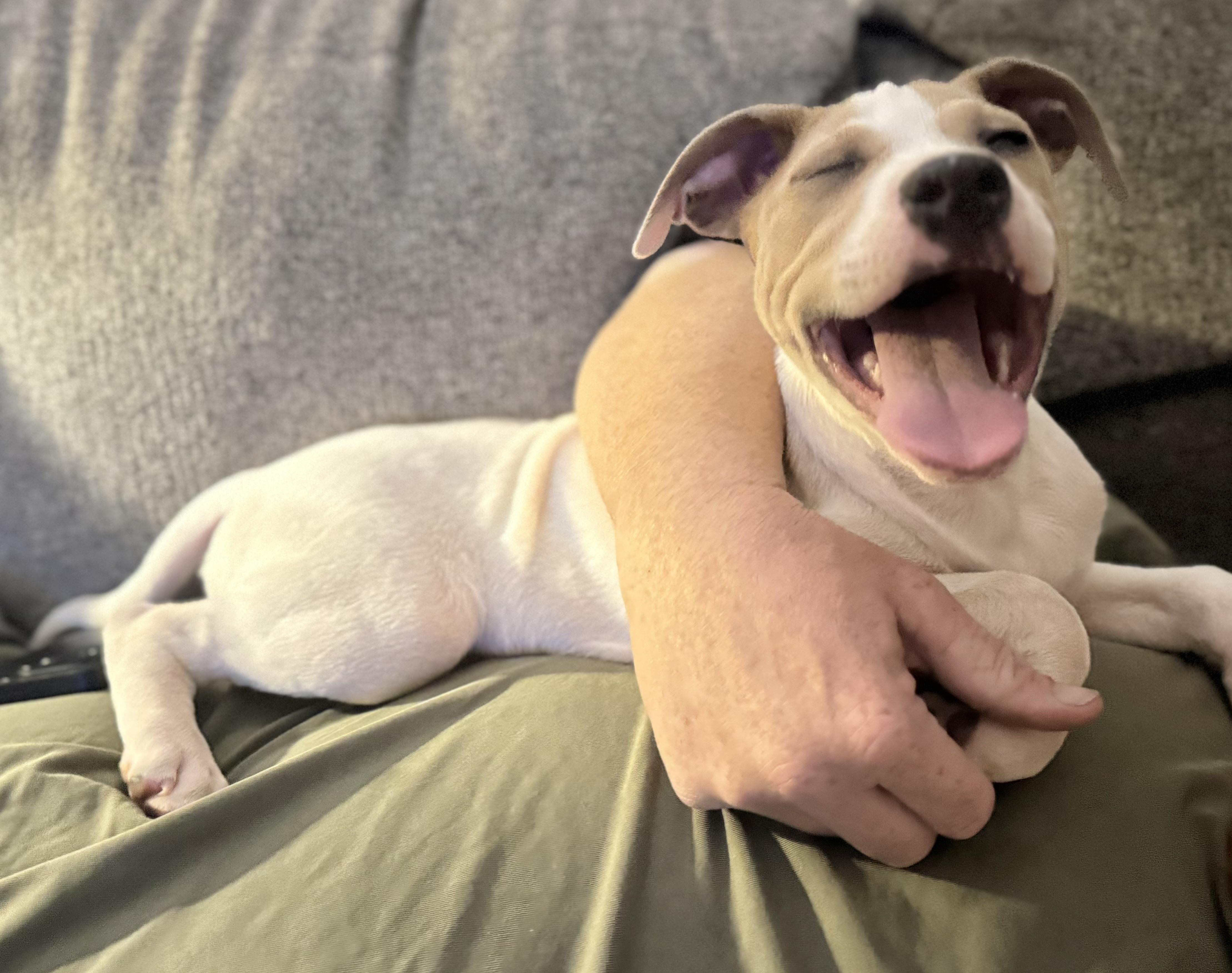 Kevin, ADOPTABLE, Young Male Boxer.