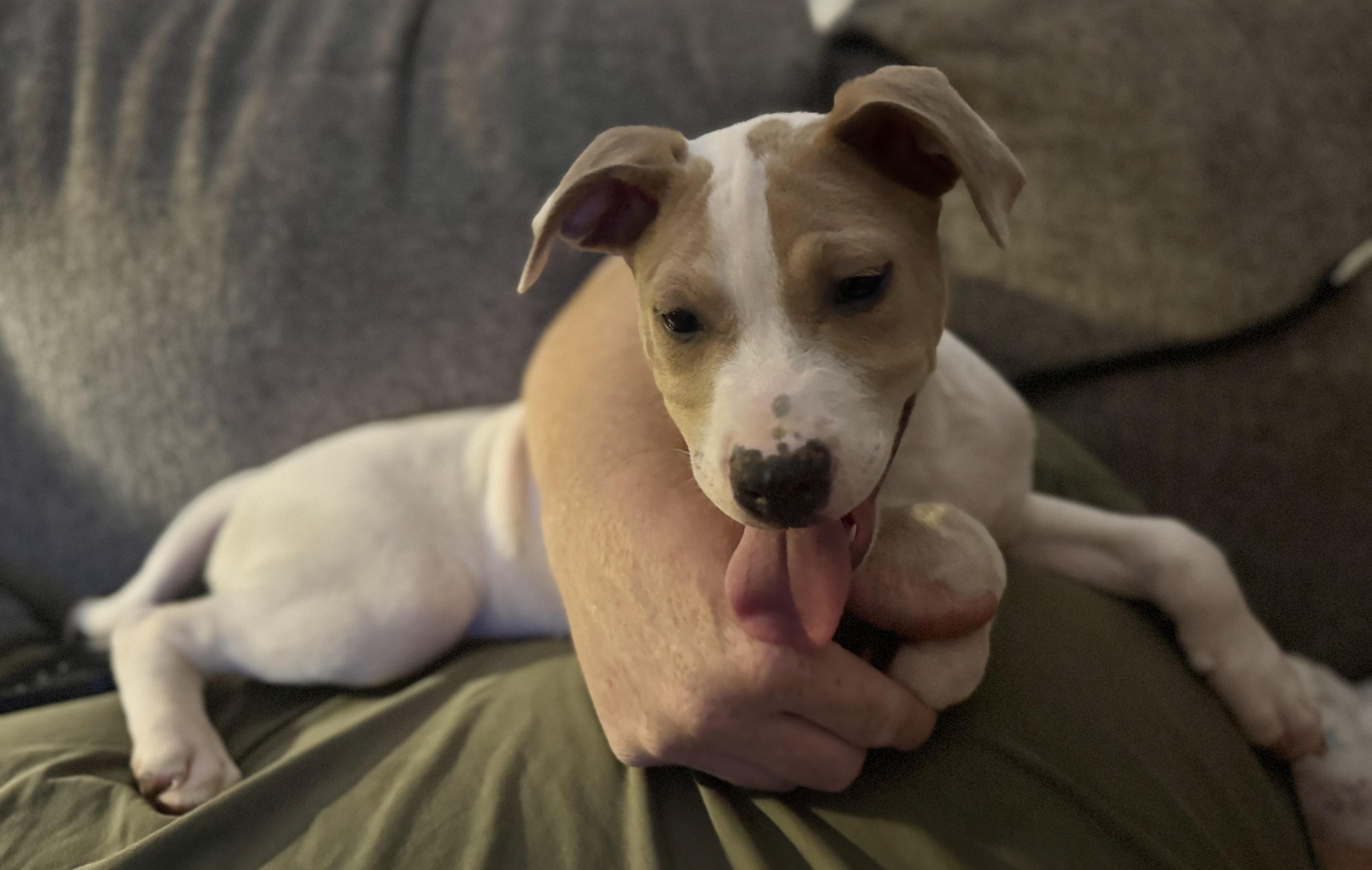 Kevin, a ADOPTABLE mixed breed in Albemarle, NC image 2/3