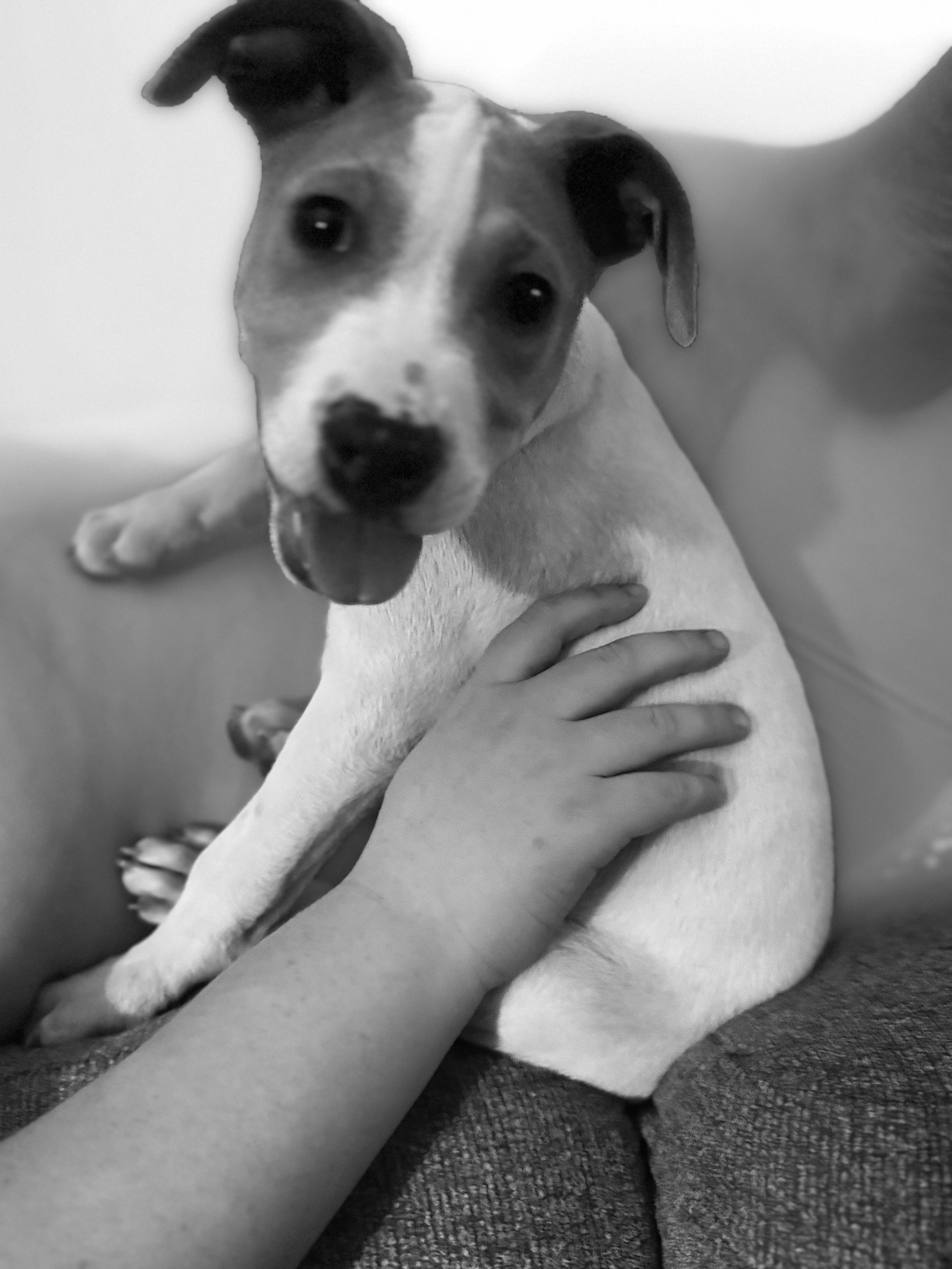 Kevin, a ADOPTABLE mixed breed in Albemarle, NC image 3/3