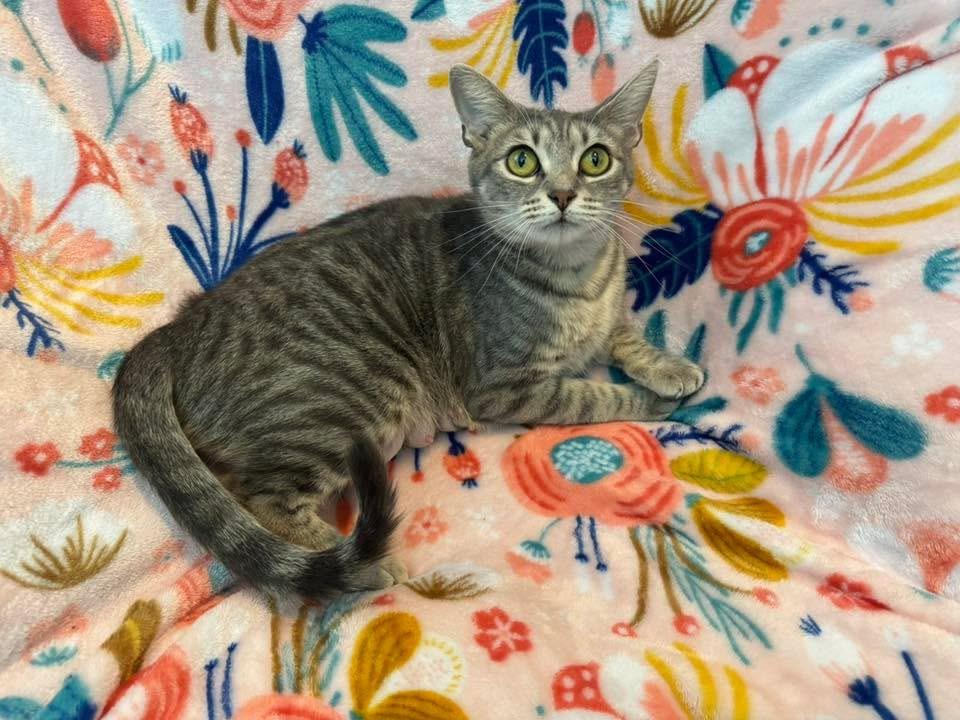 Misty, Adult Female Domestic Short Hair