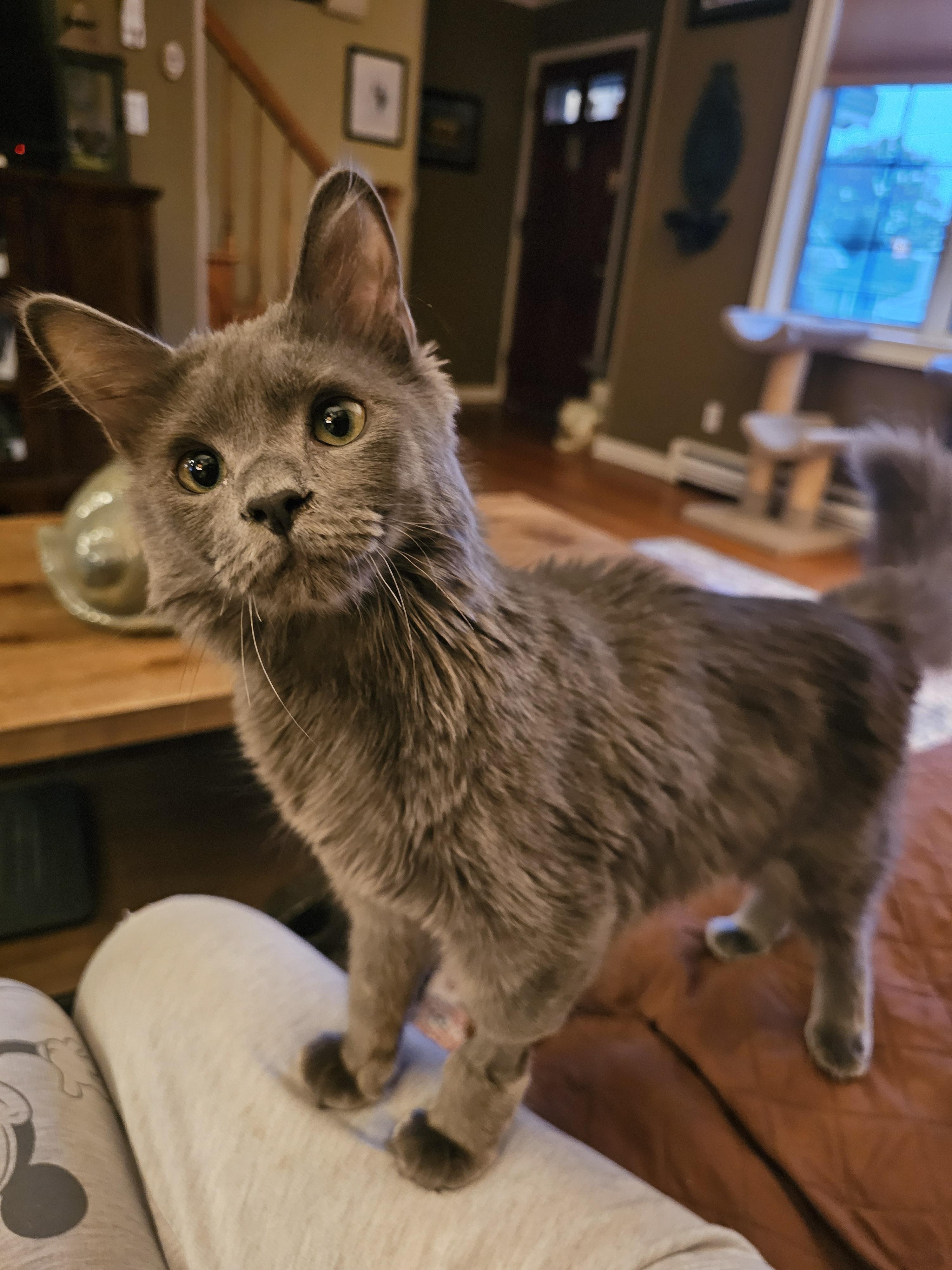 Dust Bunny. Gives kisses