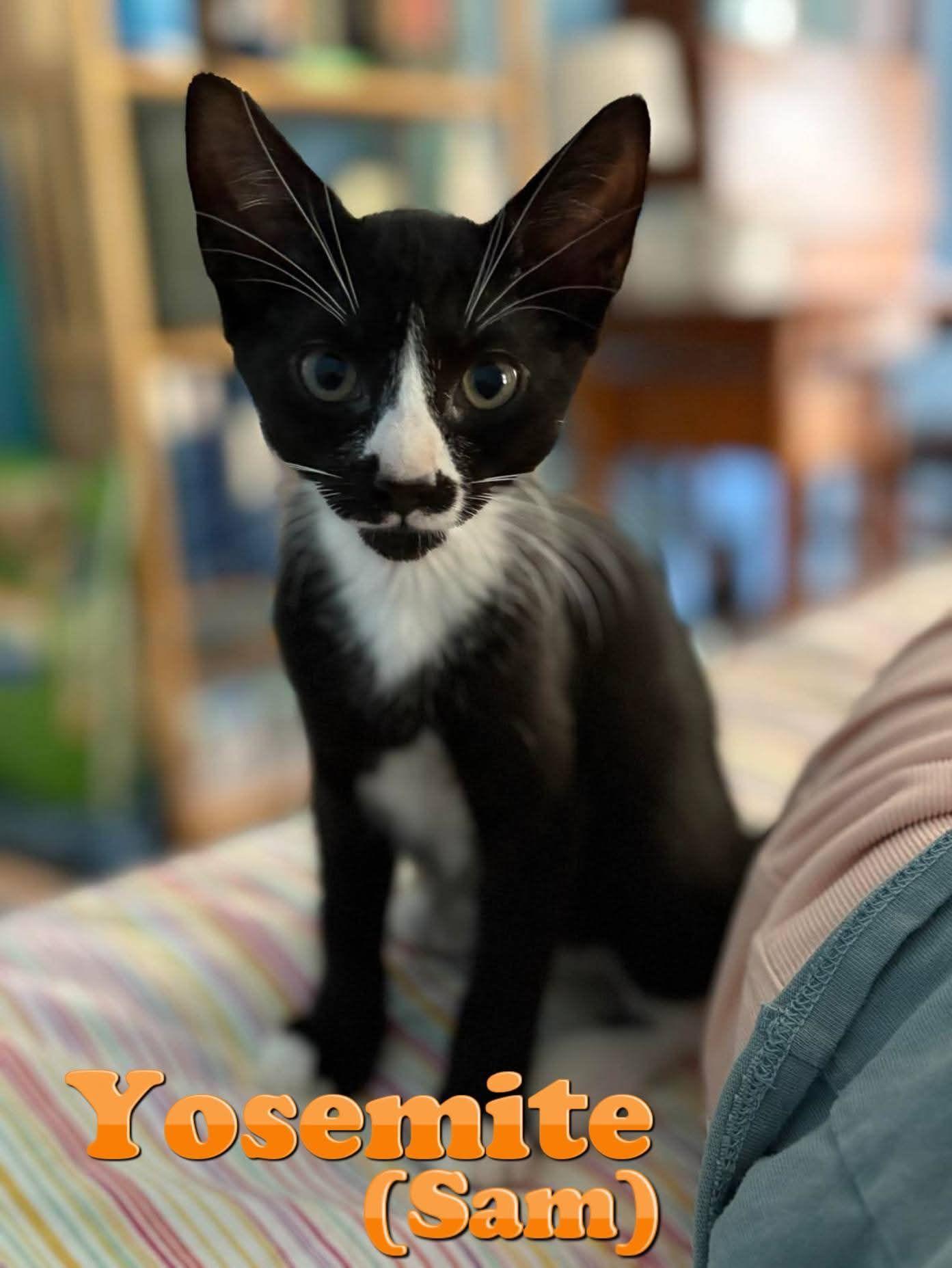 Sammy & Katmai- sweet siblings in foster! They cannot stay there forever!!, a Adoptable Domestic Short Hair in Lake Hopatcong, NJ image 2/4