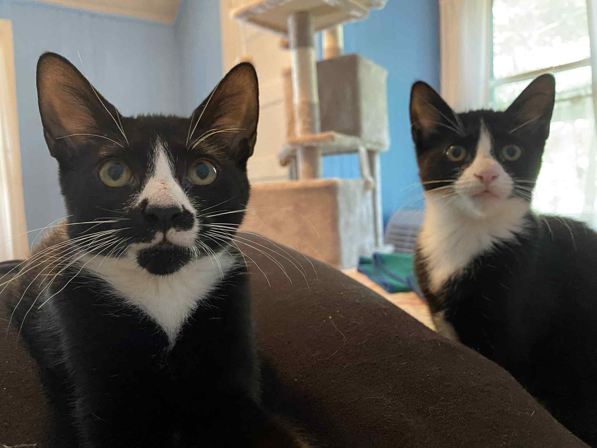 Sammy & Katmai- sweet siblings in foster! They cannot stay there forever!!, Adoptable, Kitten Male Domestic Short Hair.