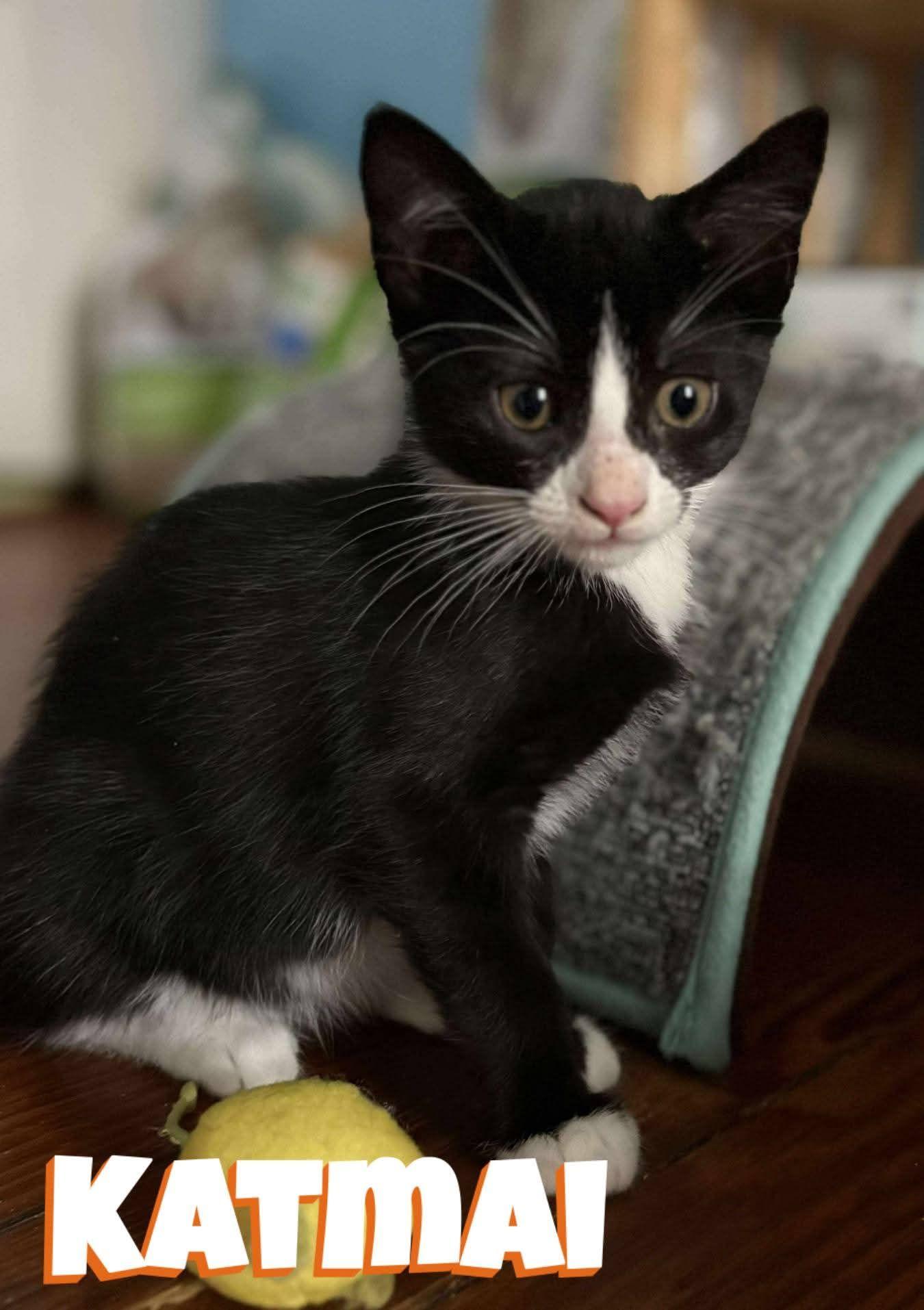 Sammy & Katmai- sweet siblings in foster! They cannot stay there forever!!, a Adoptable Domestic Short Hair in Lake Hopatcong, NJ image 3/4