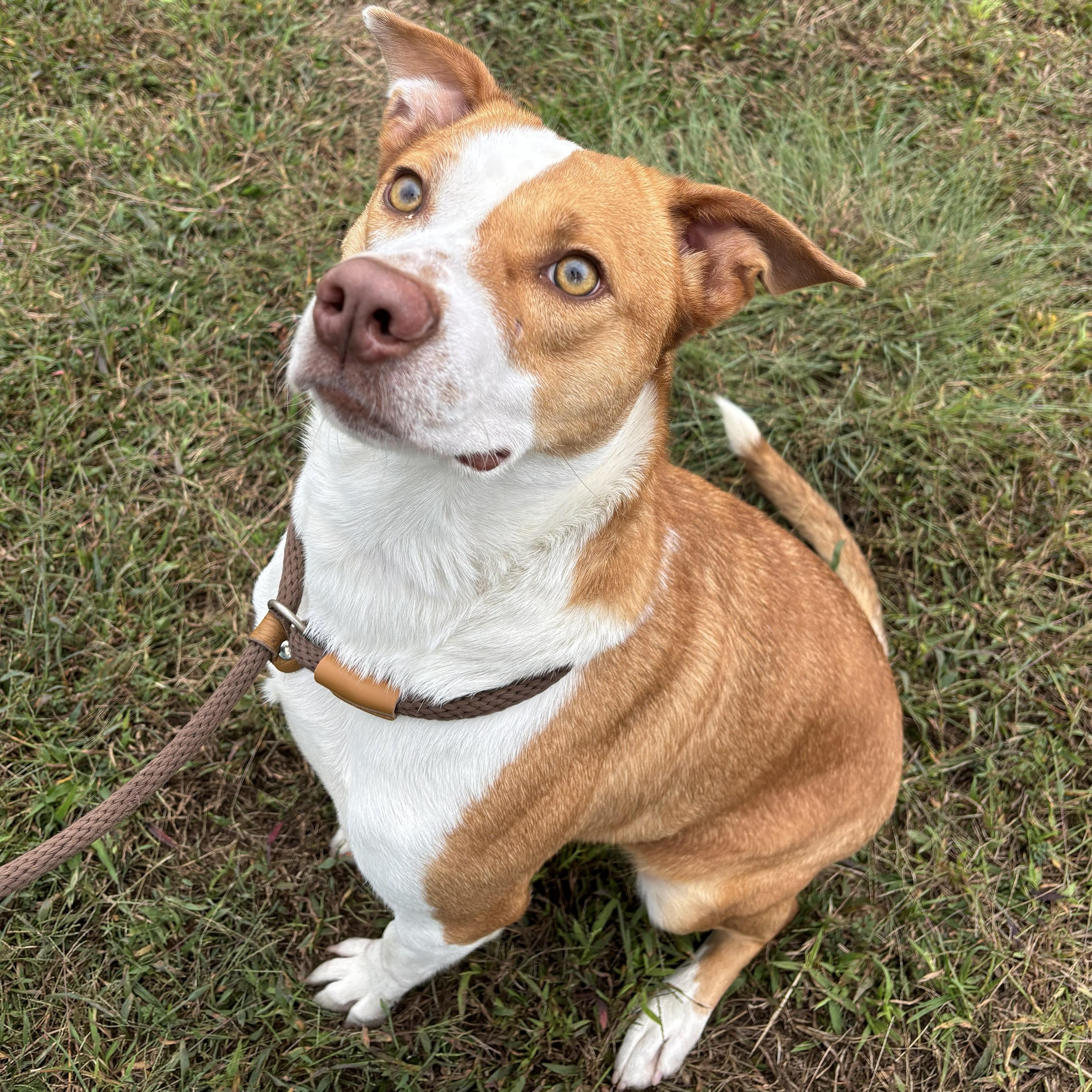 Enlarge Magnolia, a Adoptable mixed breed in Franklin, NC image 3/4