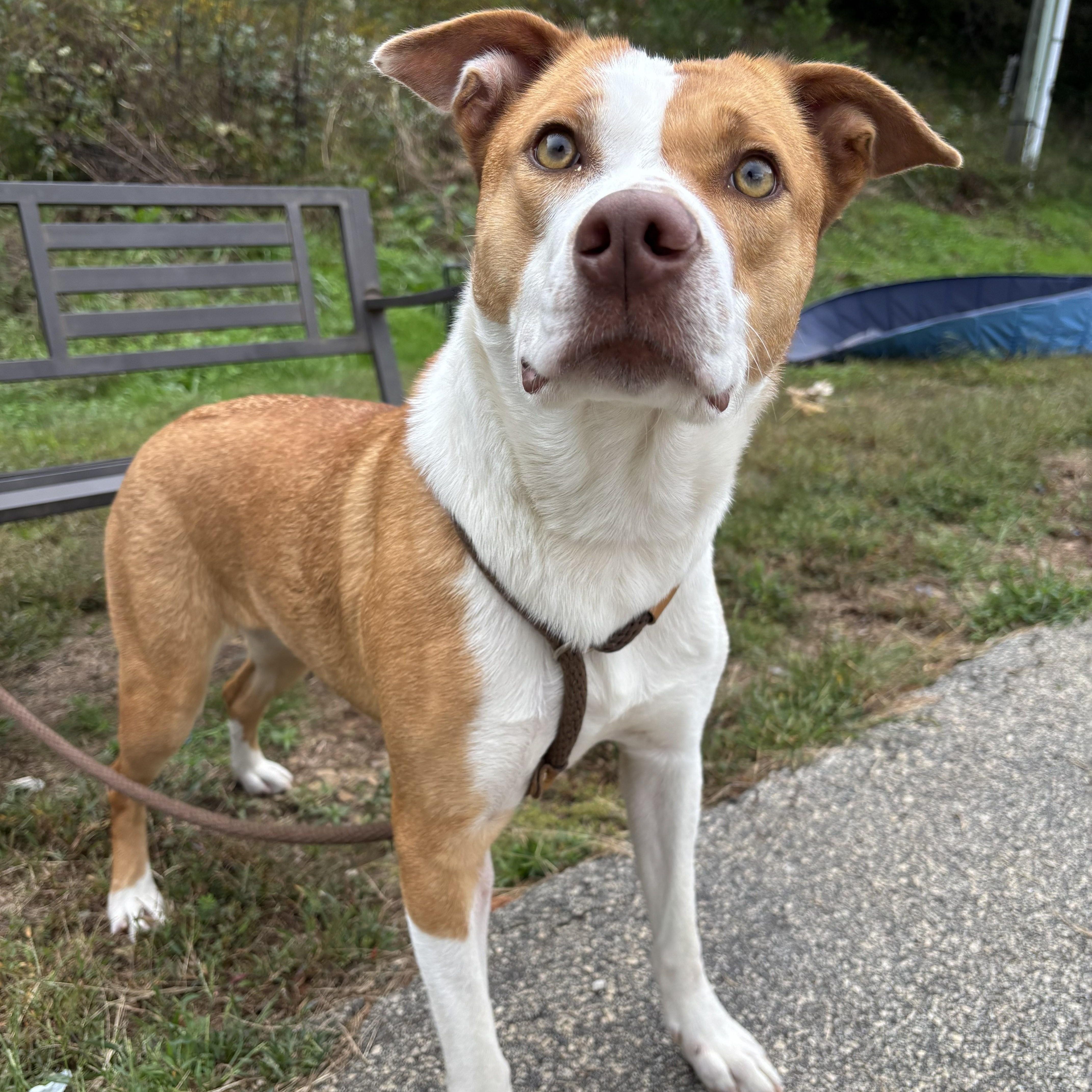 Enlarge Magnolia, a Adoptable mixed breed in Franklin, NC image 1/4