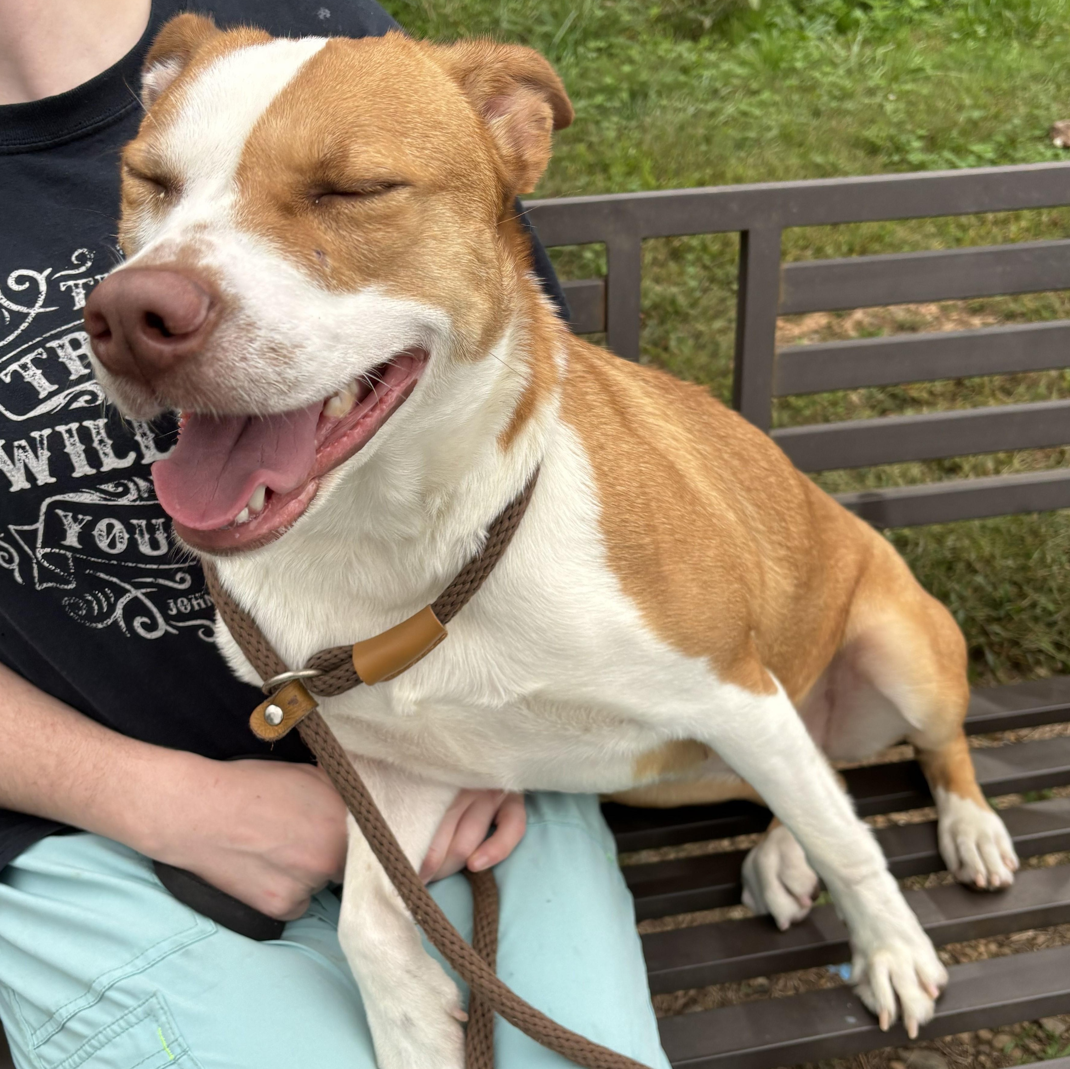 Enlarge Magnolia, a Adoptable mixed breed in Franklin, NC image 4/4