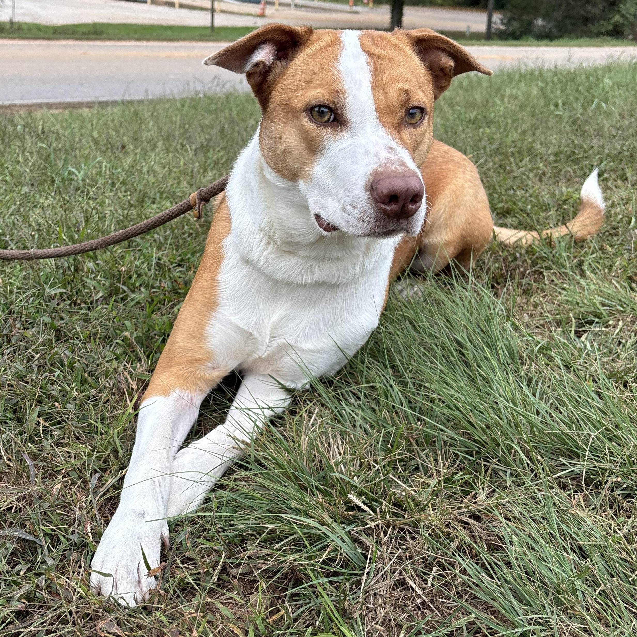 Enlarge Magnolia, a Adoptable mixed breed in Franklin, NC image 2/4