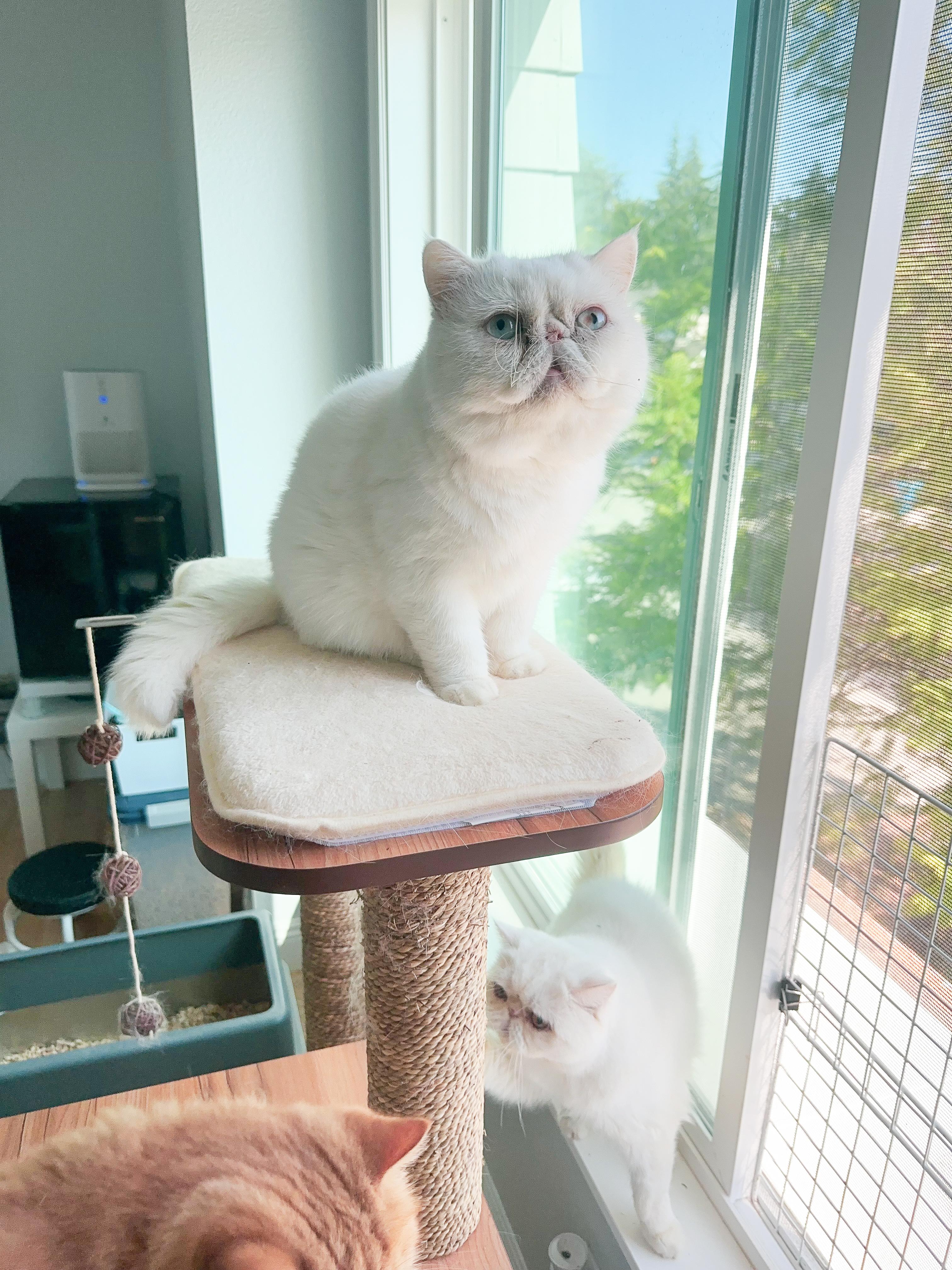 Icy (bonded with Ginger.  Located in Cupertino, CA)