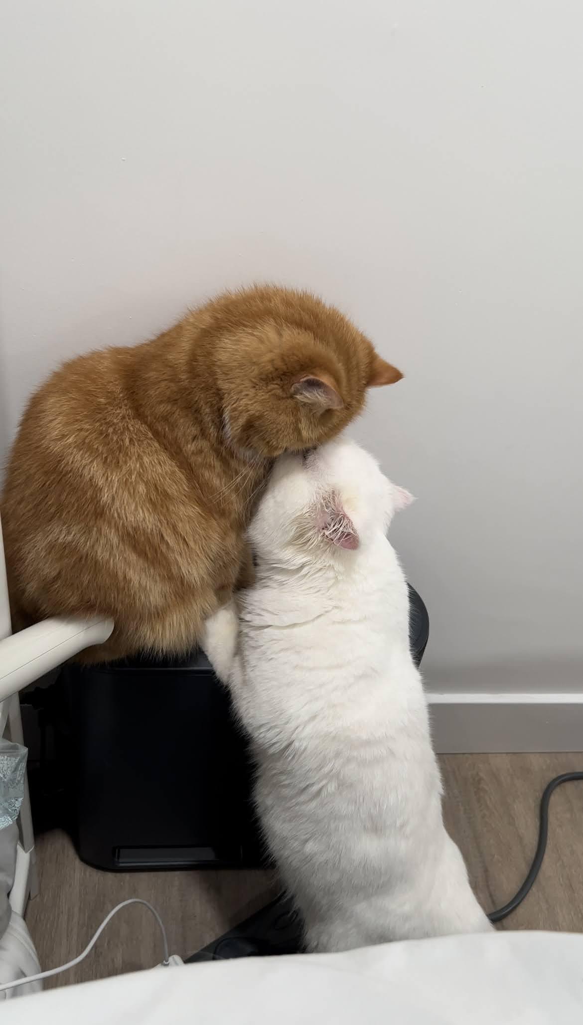 Icy (bonded with Ginger.  Located in Cupertino, CA)