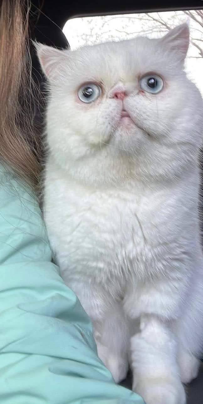 Icy (bonded with Ginger.  Located in Cupertino, CA)
