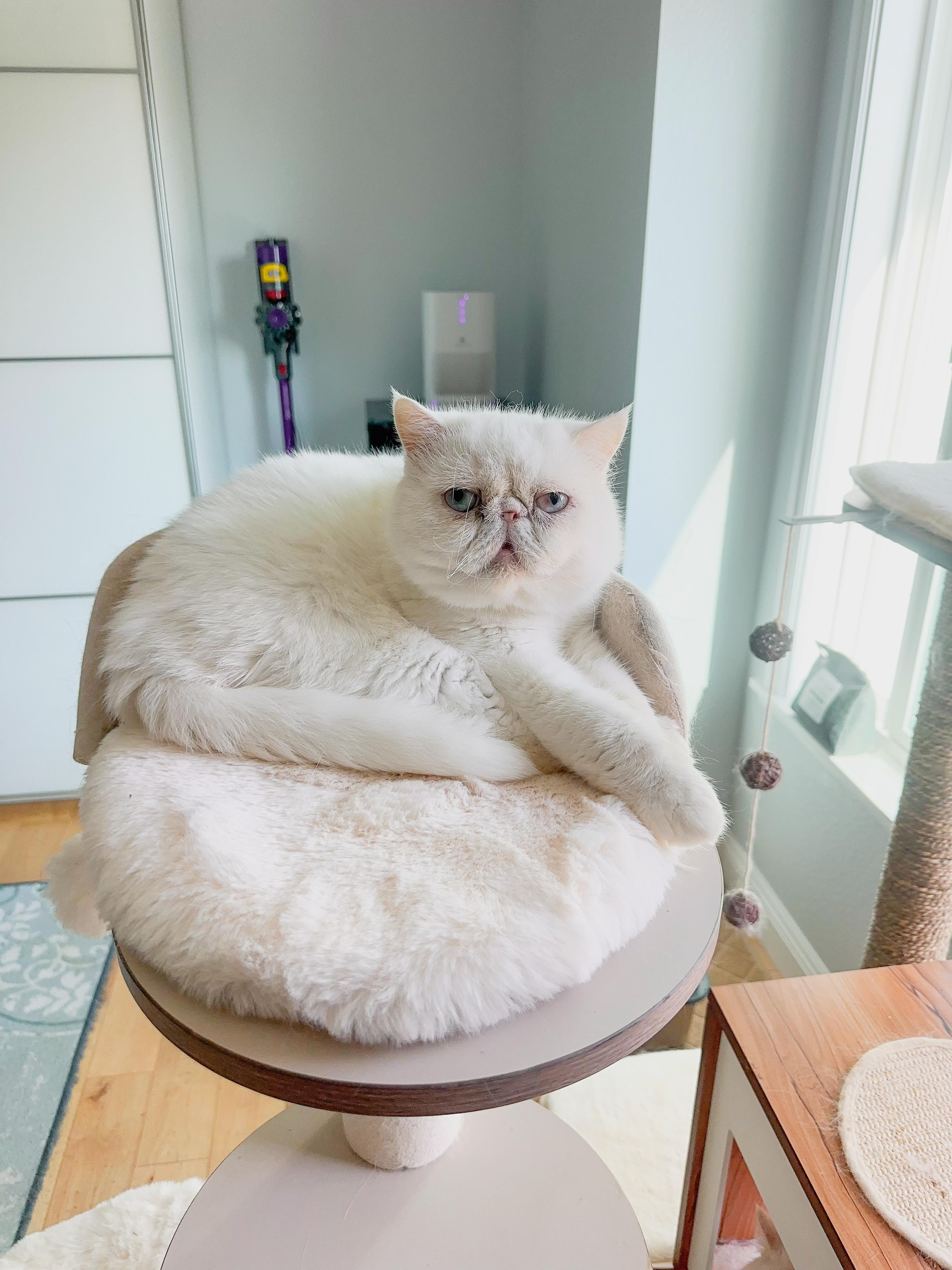 Icy (bonded with Ginger and Cotton)