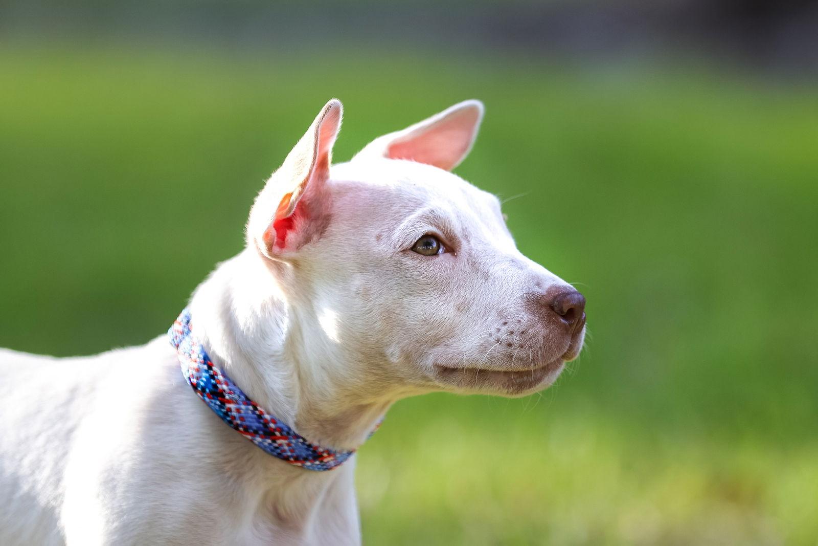 Biscotti, Adoptable, Puppy Male Mixed Breed.