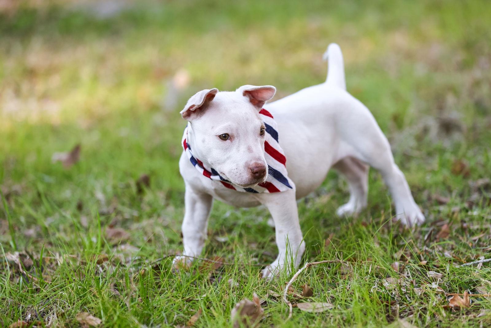 Biscotti, a Adoptable Mixed Breed in Gainesville, FL image 2/3