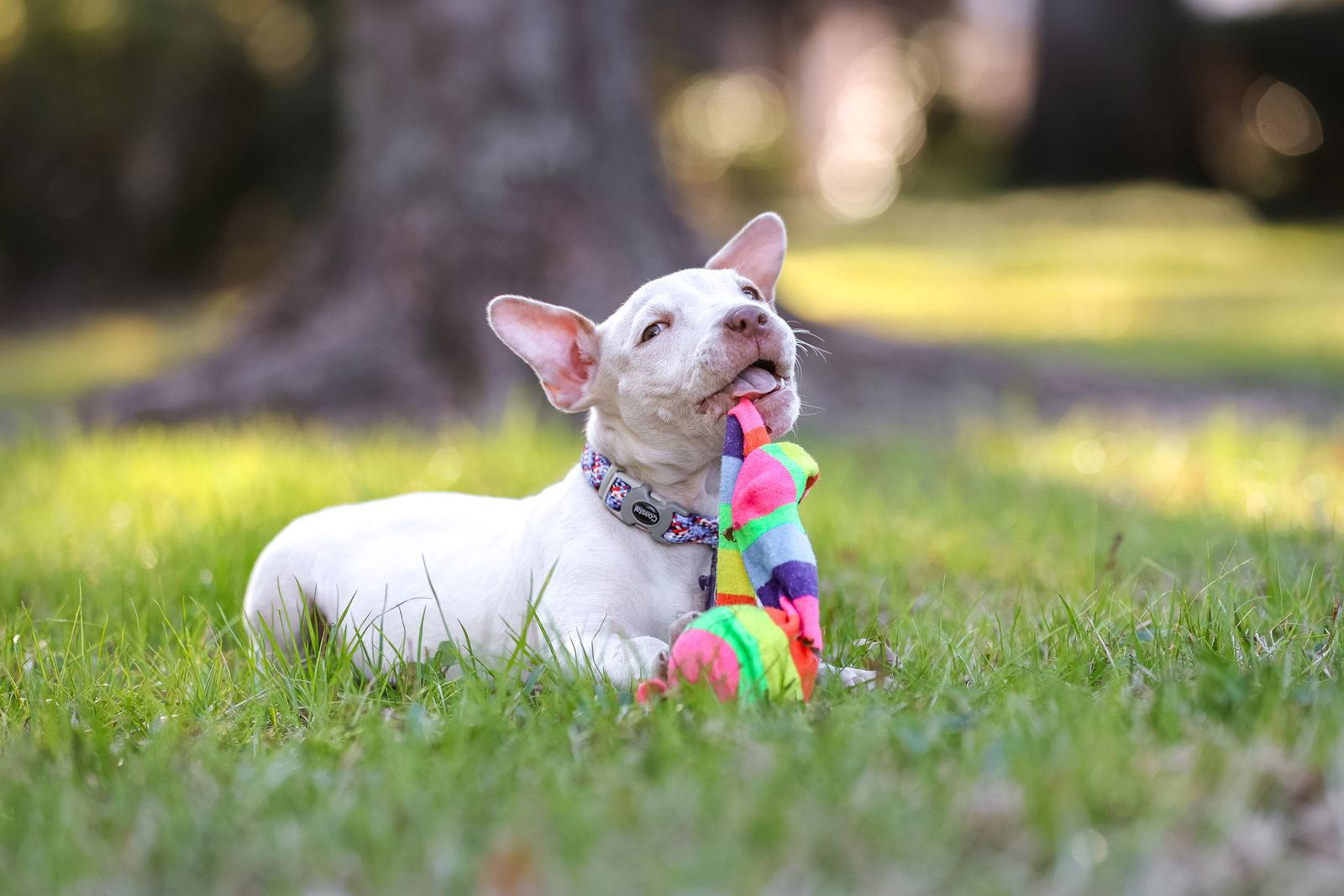 Biscotti, a Adoptable Mixed Breed in Gainesville, FL image 3/3