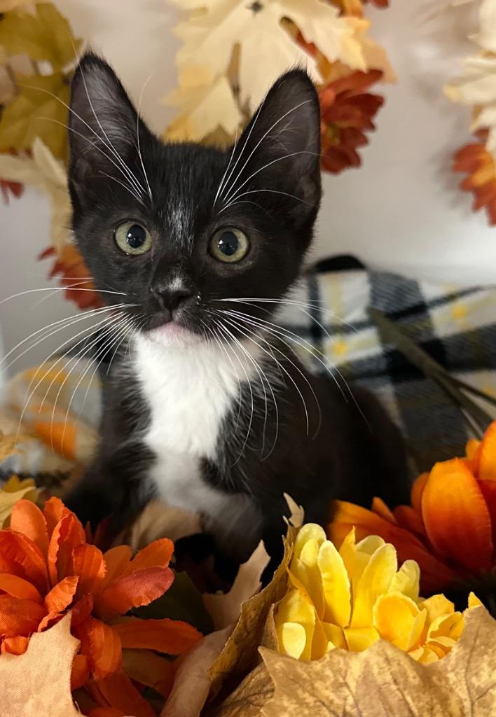 8/25/25 - Giovanni, Adoptable, Kitten Male Domestic Short Hair.