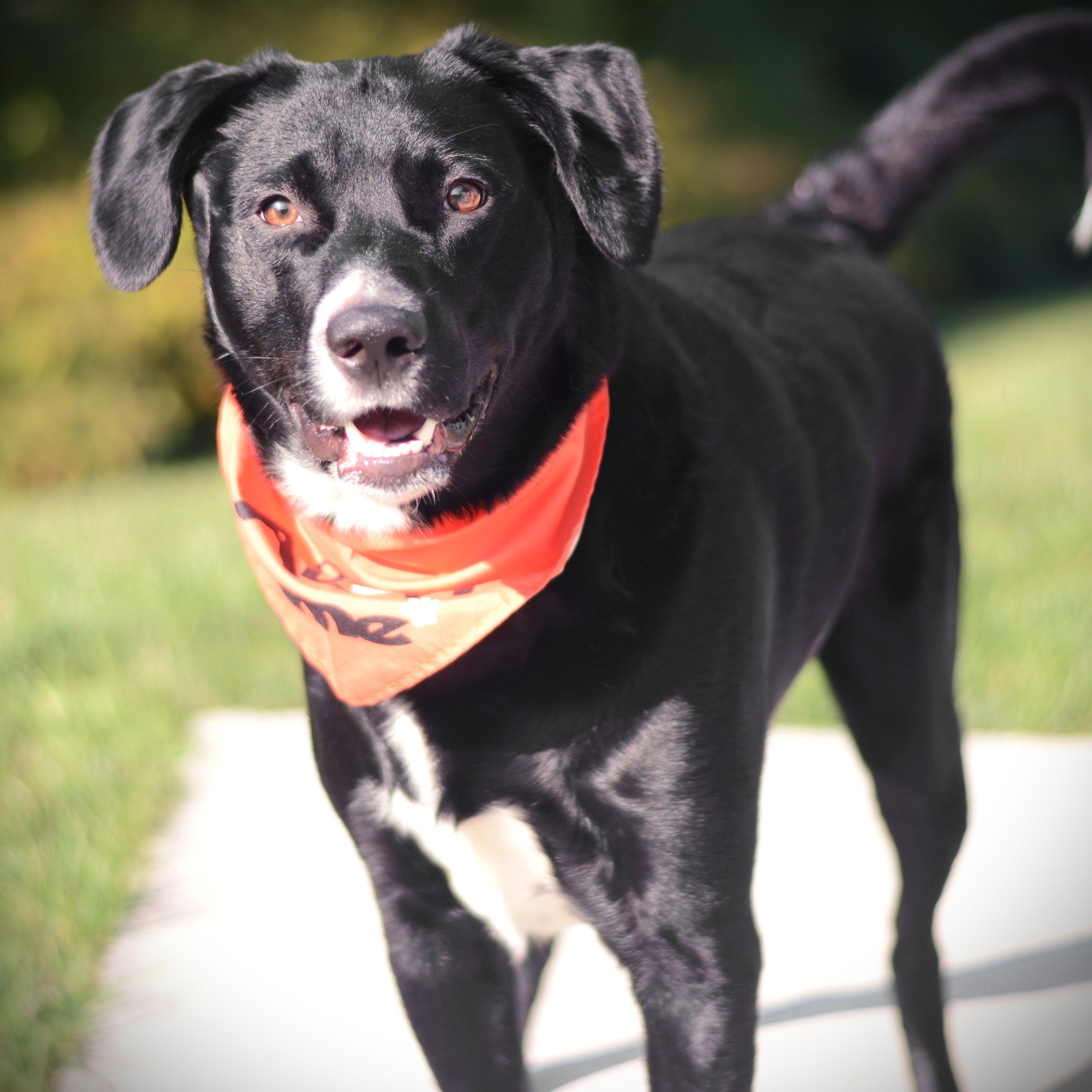 Enlarge Max, an adoptable mixed breed in Amsterdam, NY image 2/4
