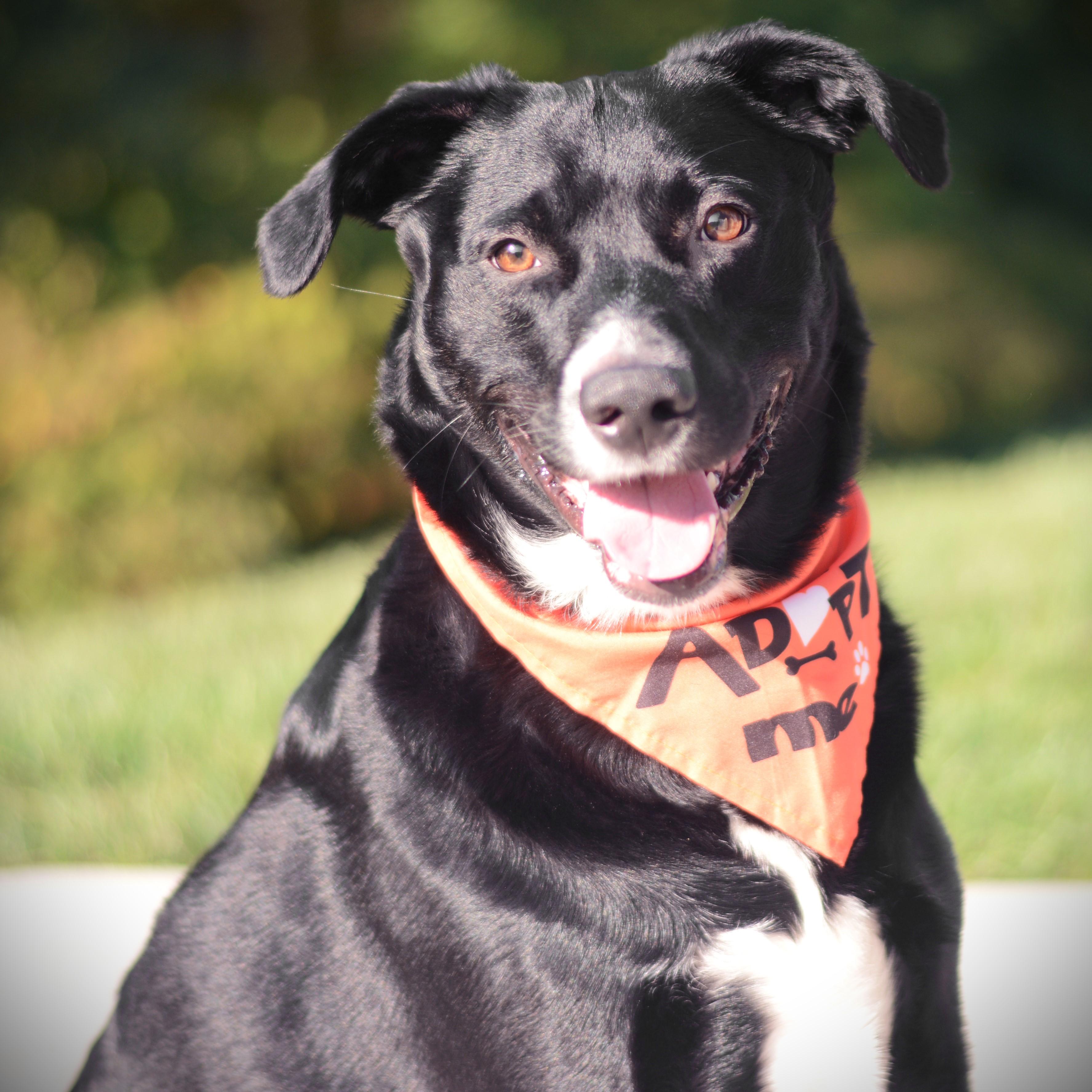 Enlarge Max, an adoptable mixed breed in Amsterdam, NY image 1/4