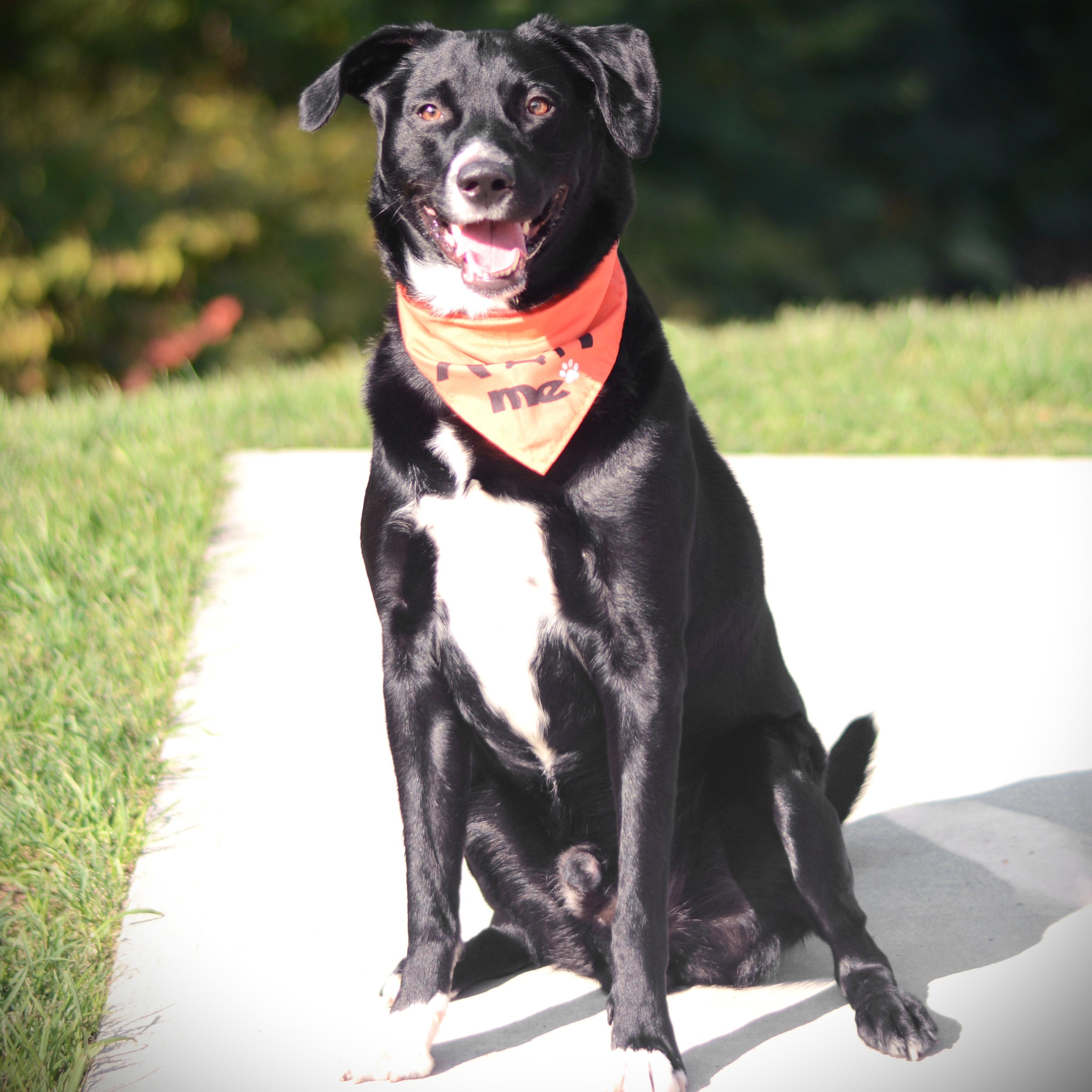 Enlarge Max, an adoptable mixed breed in Amsterdam, NY image 3/4