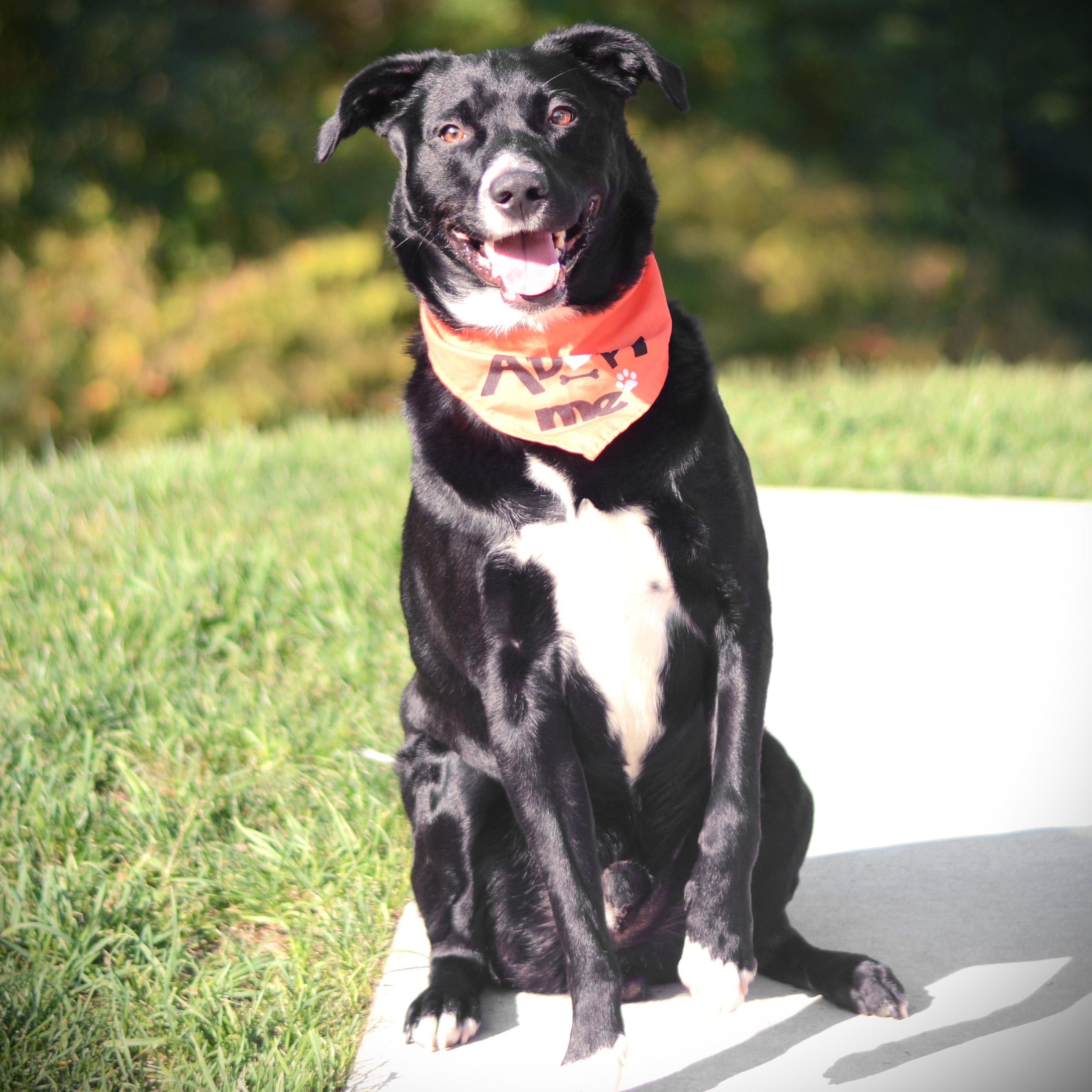Enlarge Max, an adoptable mixed breed in Amsterdam, NY image 4/4