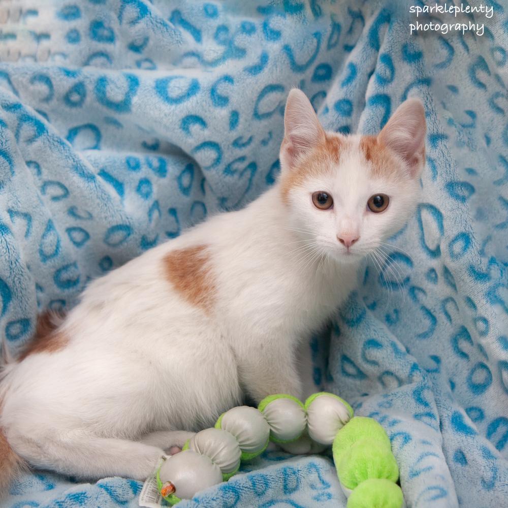 Enlarge Antonio, a Adoptable Domestic Short Hair in Ridgefield, CT image 1/2