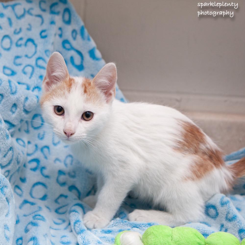 Enlarge Antonio, a Adoptable Domestic Short Hair in Ridgefield, CT image 2/2